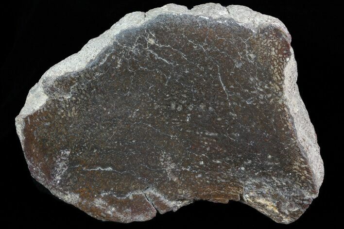 Polished Dinosaur Bone (Gembone) Section - Colorado #73045